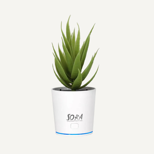Air Purifier Plant