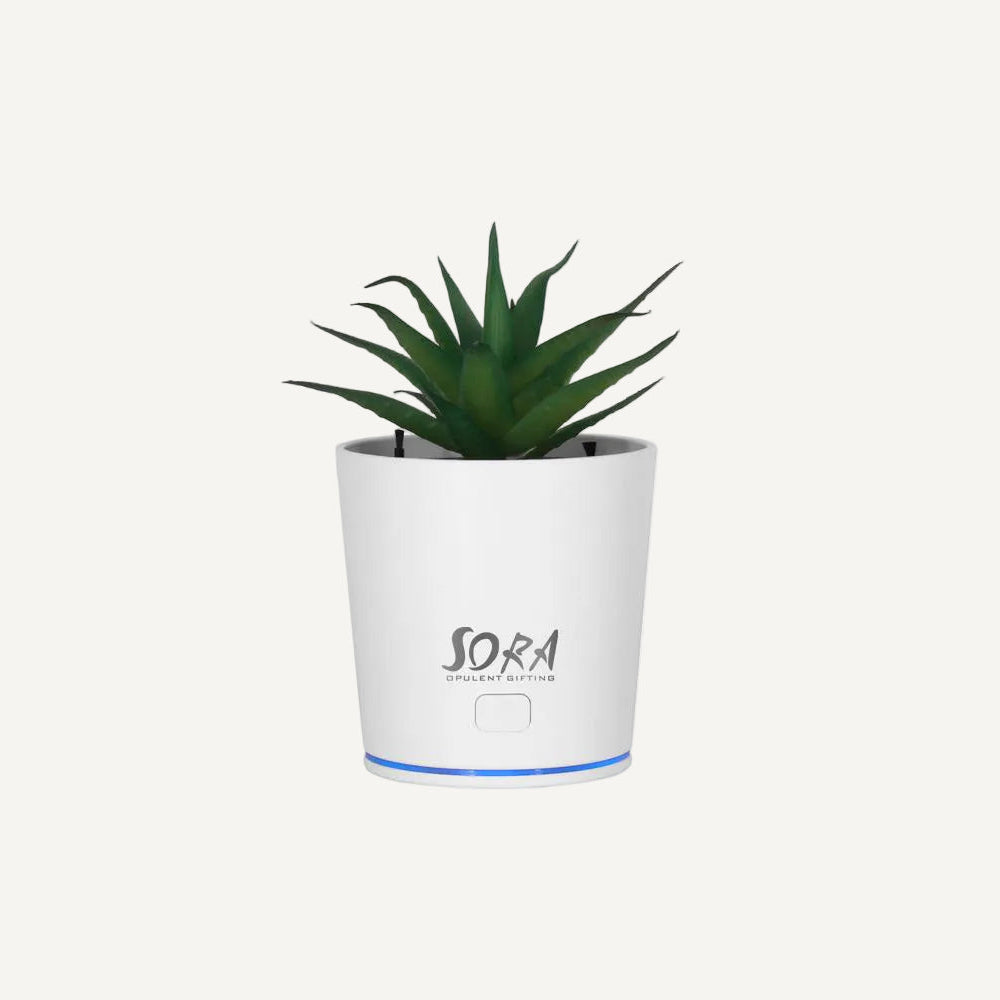 Air Purifier Plant