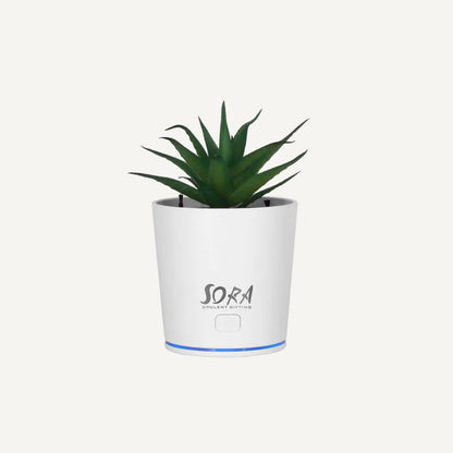 Air Purifier Plant